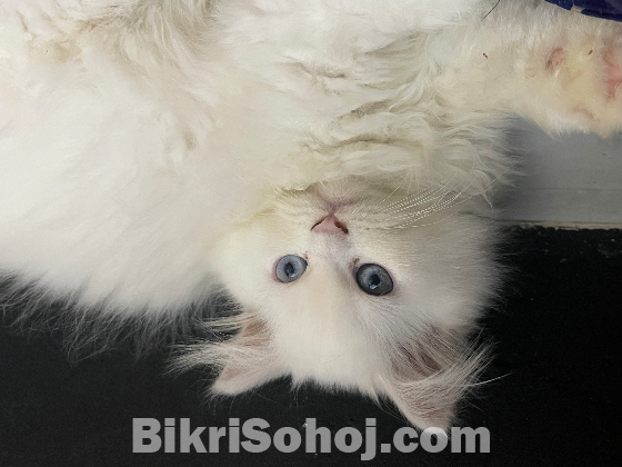 Blue eyes female persian